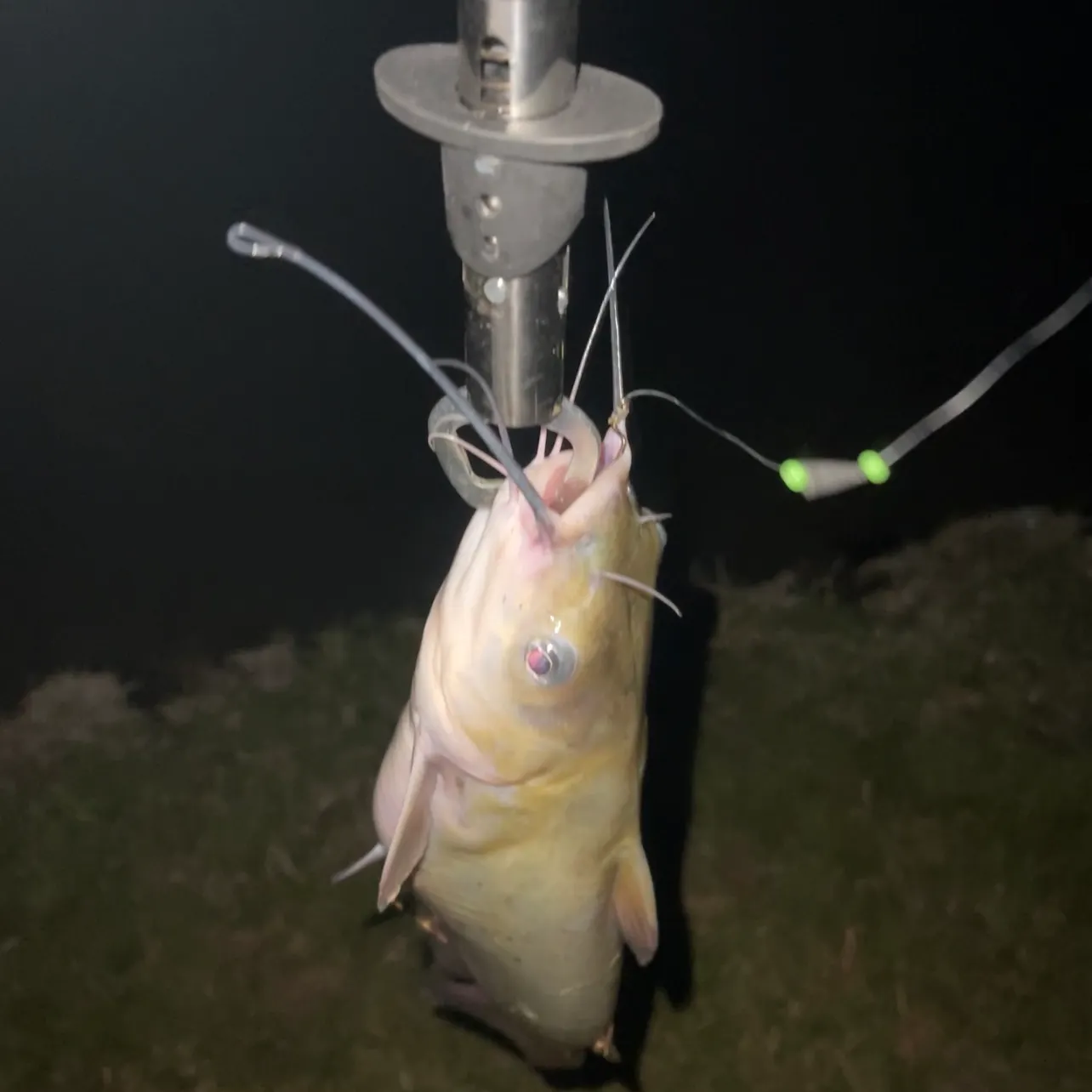 Yellow bullhead caught on Fishbrain
