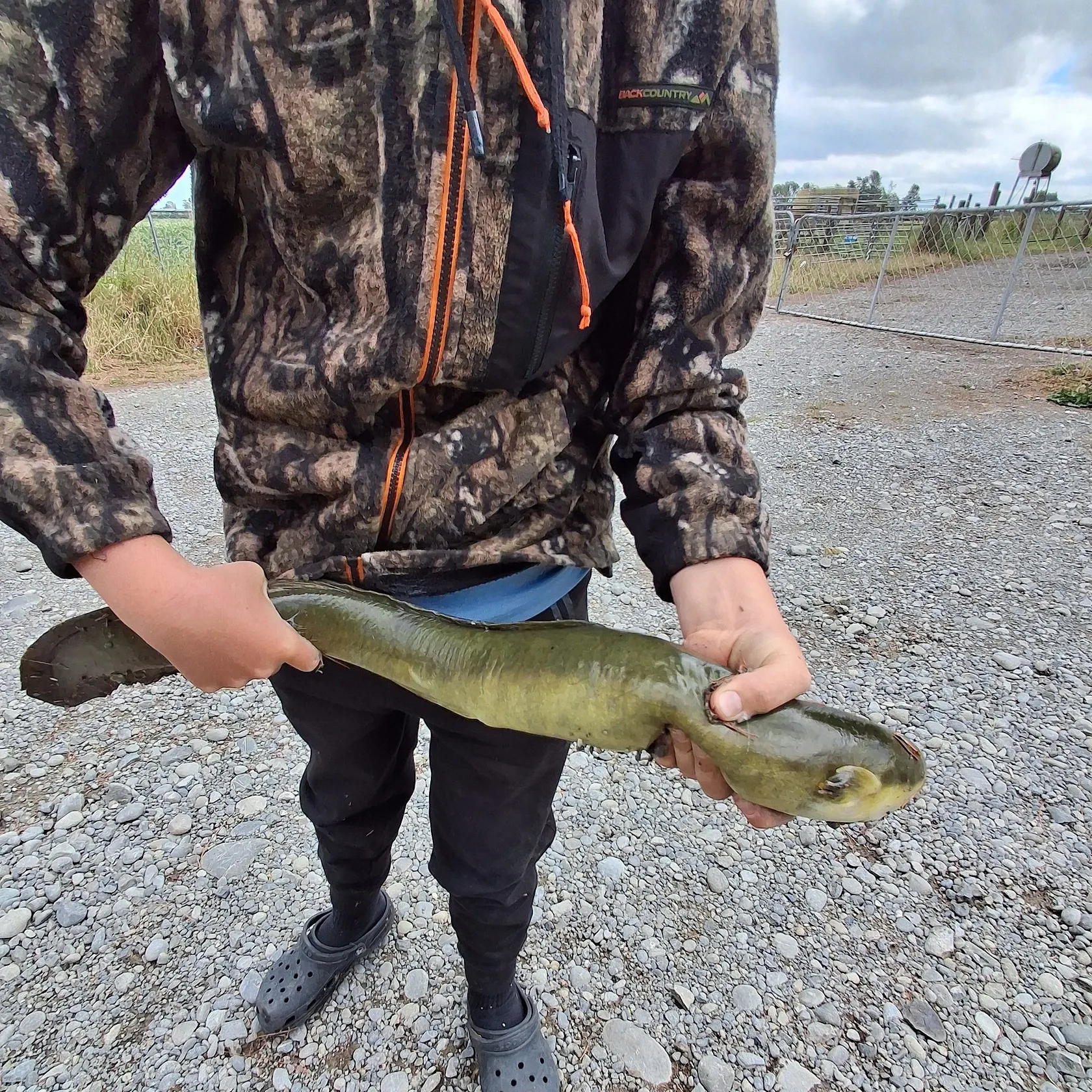 The most recent New Zealand longfin eel catches on Fishbrain