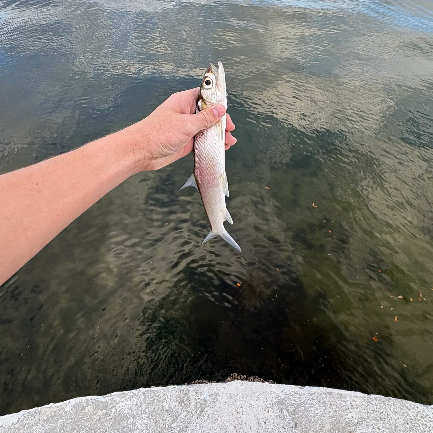 The most recent Ladyfish catches on Fishbrain
