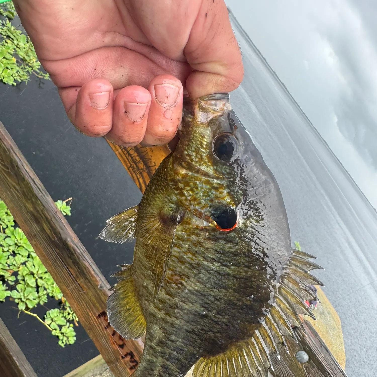Redear sunfish caught on Fishbrain
