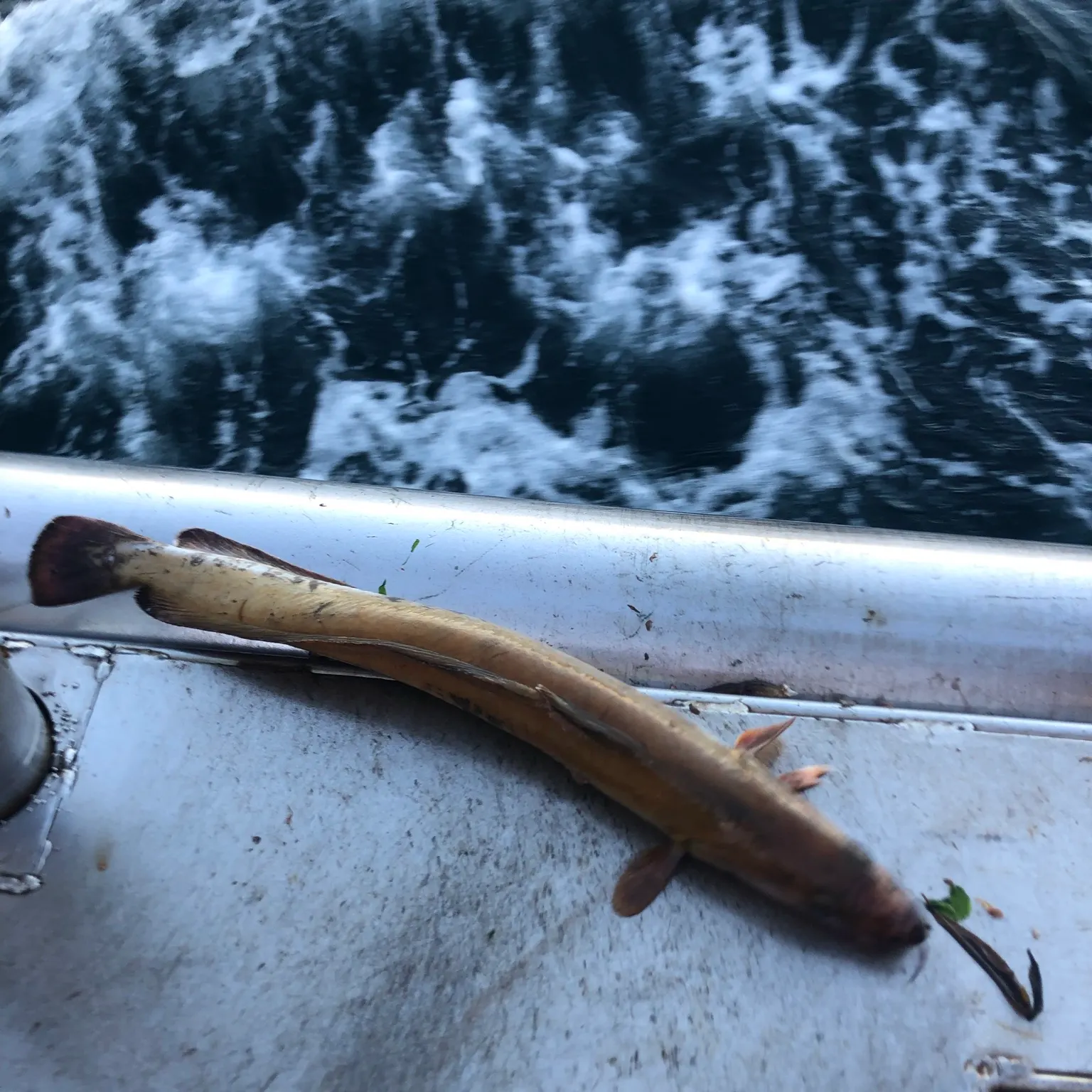 The most recent Red hake catches on Fishbrain