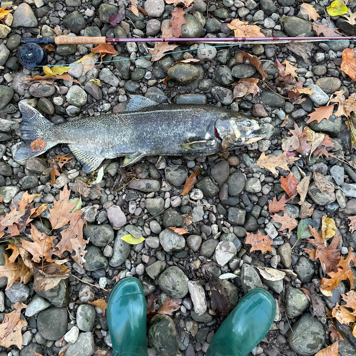 The most recent Chinook salmon catches on Fishbrain