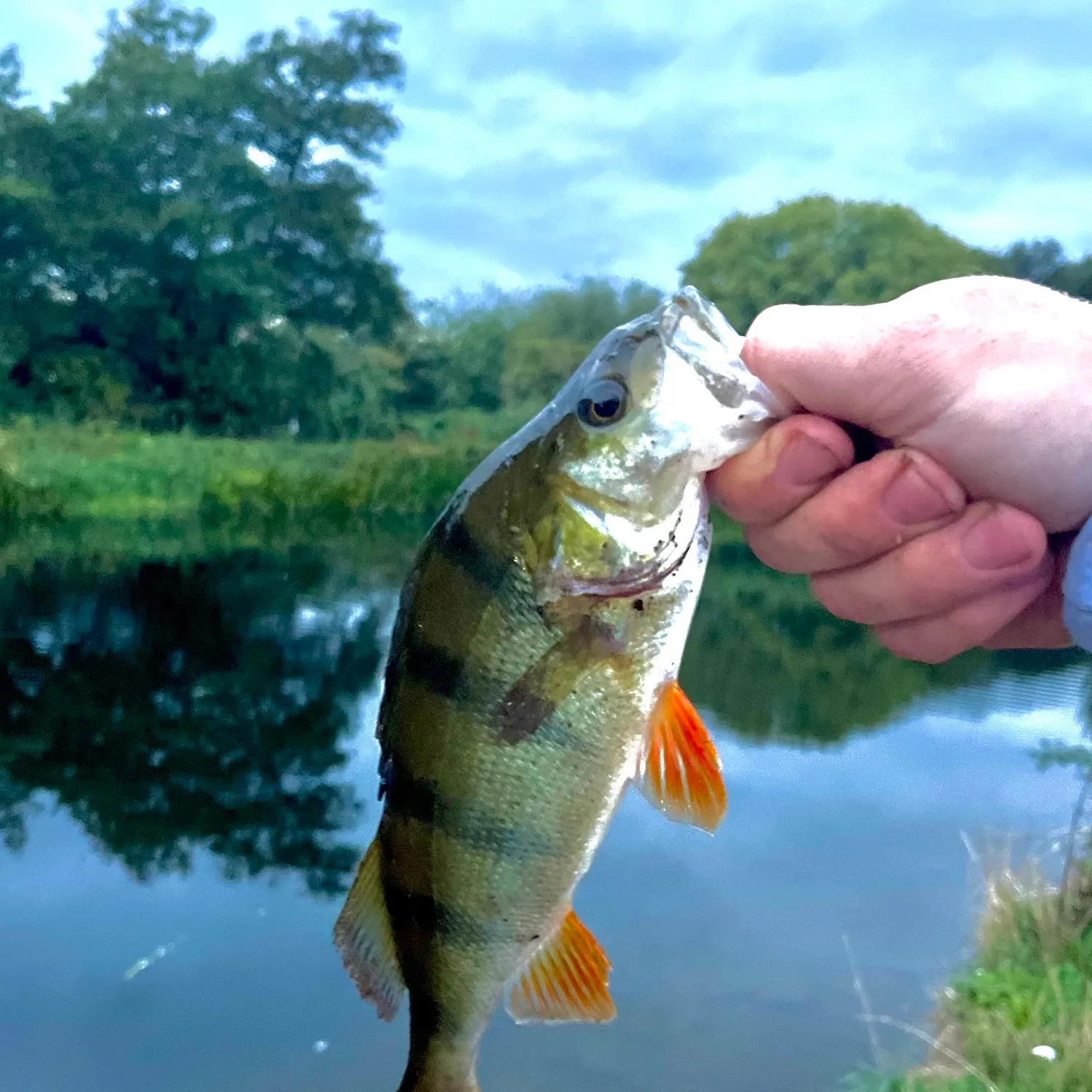 European perch caught on Fishbrain