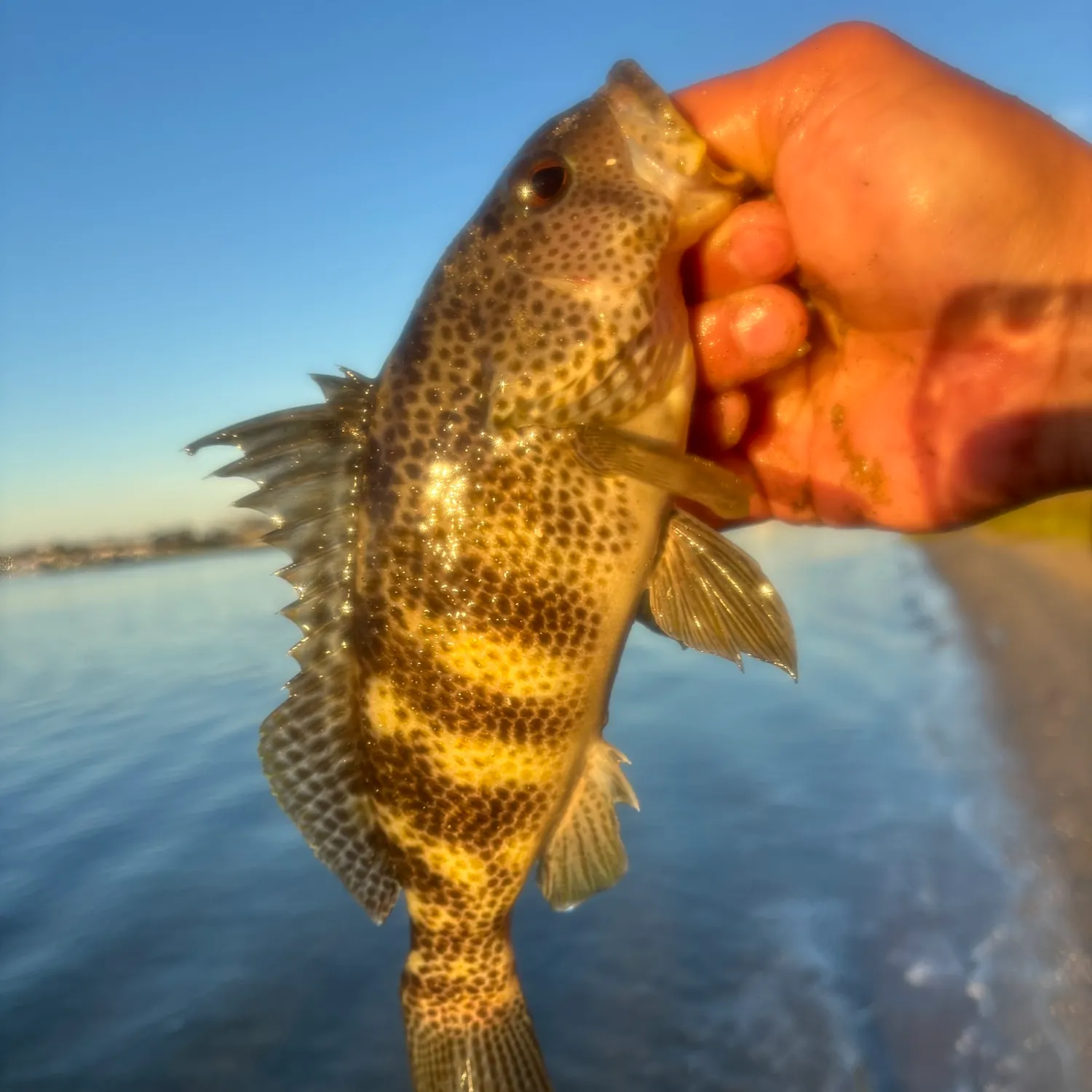 The most recent Spotted sand bass catches on Fishbrain