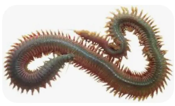 Sandworm/Lugworm/Ragworm