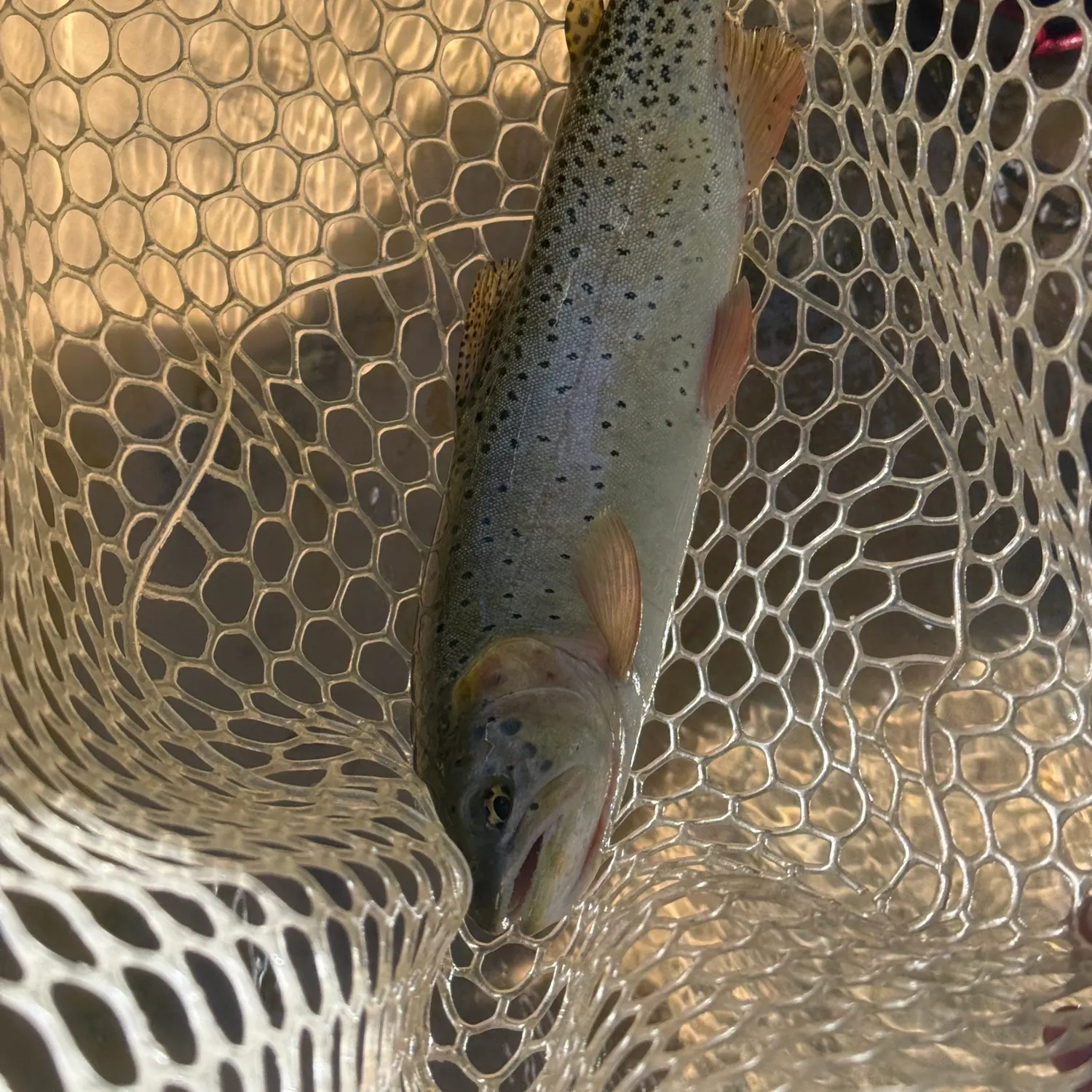 The most recent Bonneville cutthroat trout catches on Fishbrain