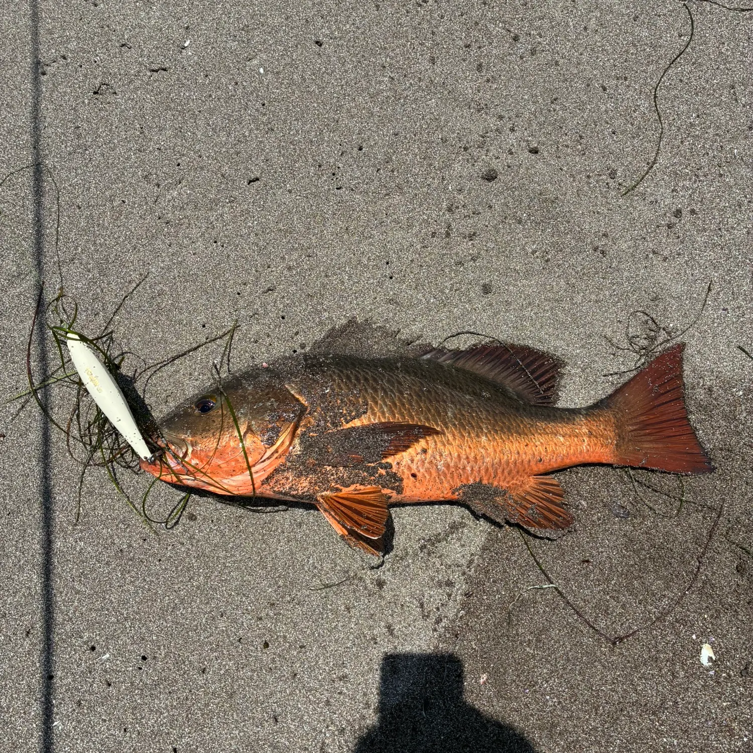 The most recent Cubera snapper catches on Fishbrain