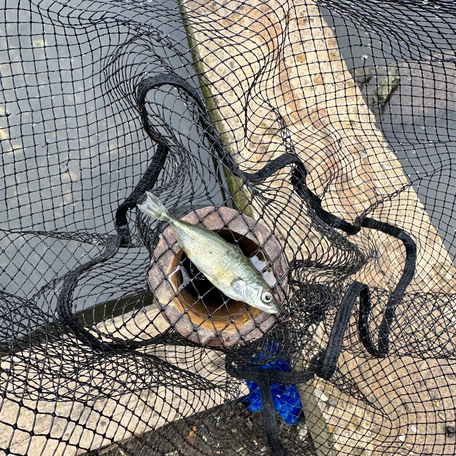 The most recent Three-spined stickleback catches on Fishbrain