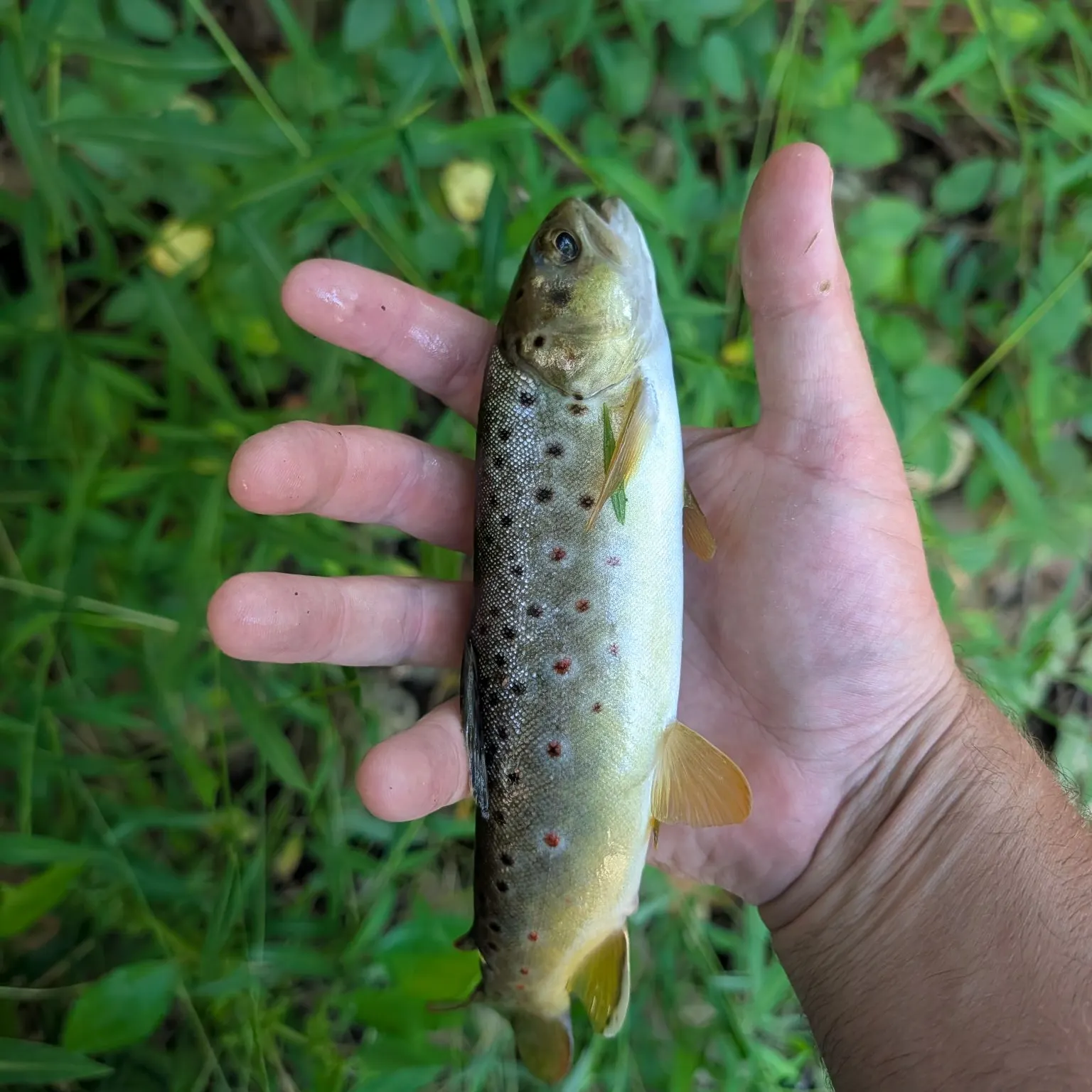 Brown trout caught on Fishbrain