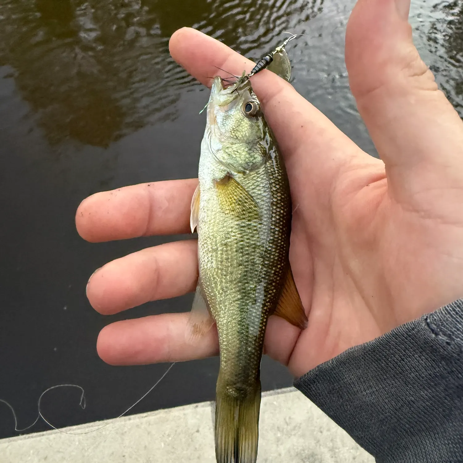 Largemouth bass caught on Fishbrain