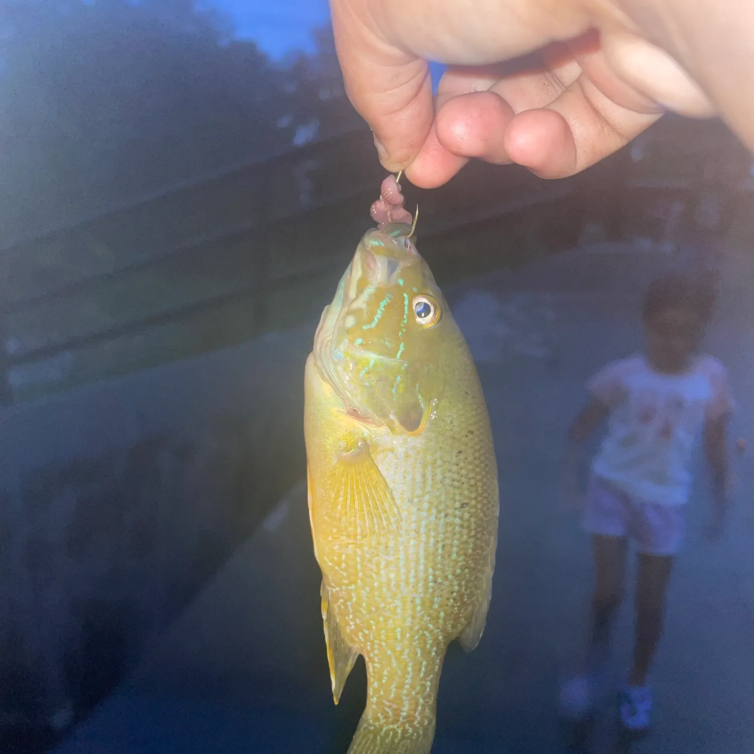 Green sunfish caught on Fishbrain