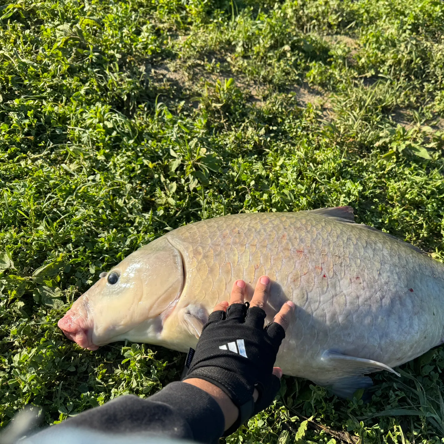 The most recent Smallmouth buffalo catches on Fishbrain