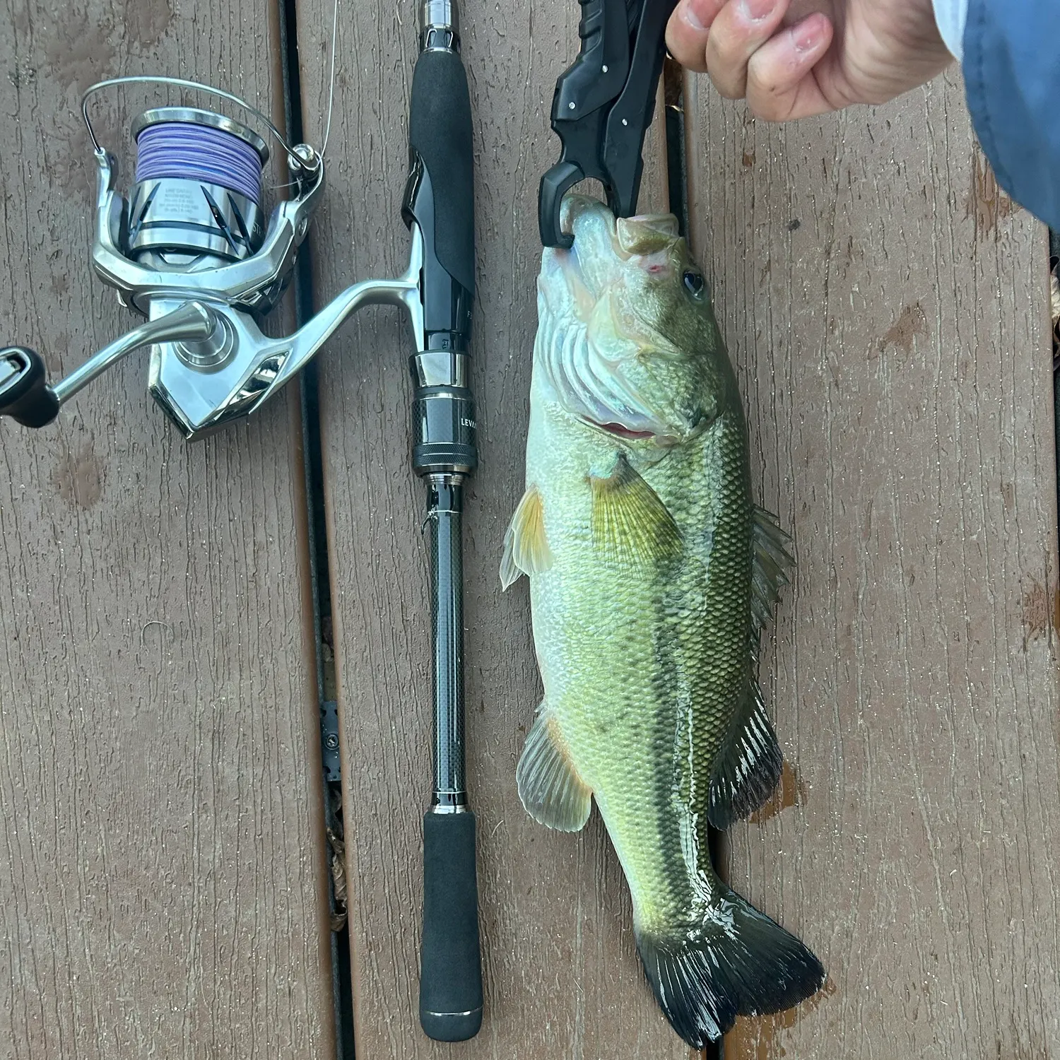 Largemouth bass caught on Fishbrain