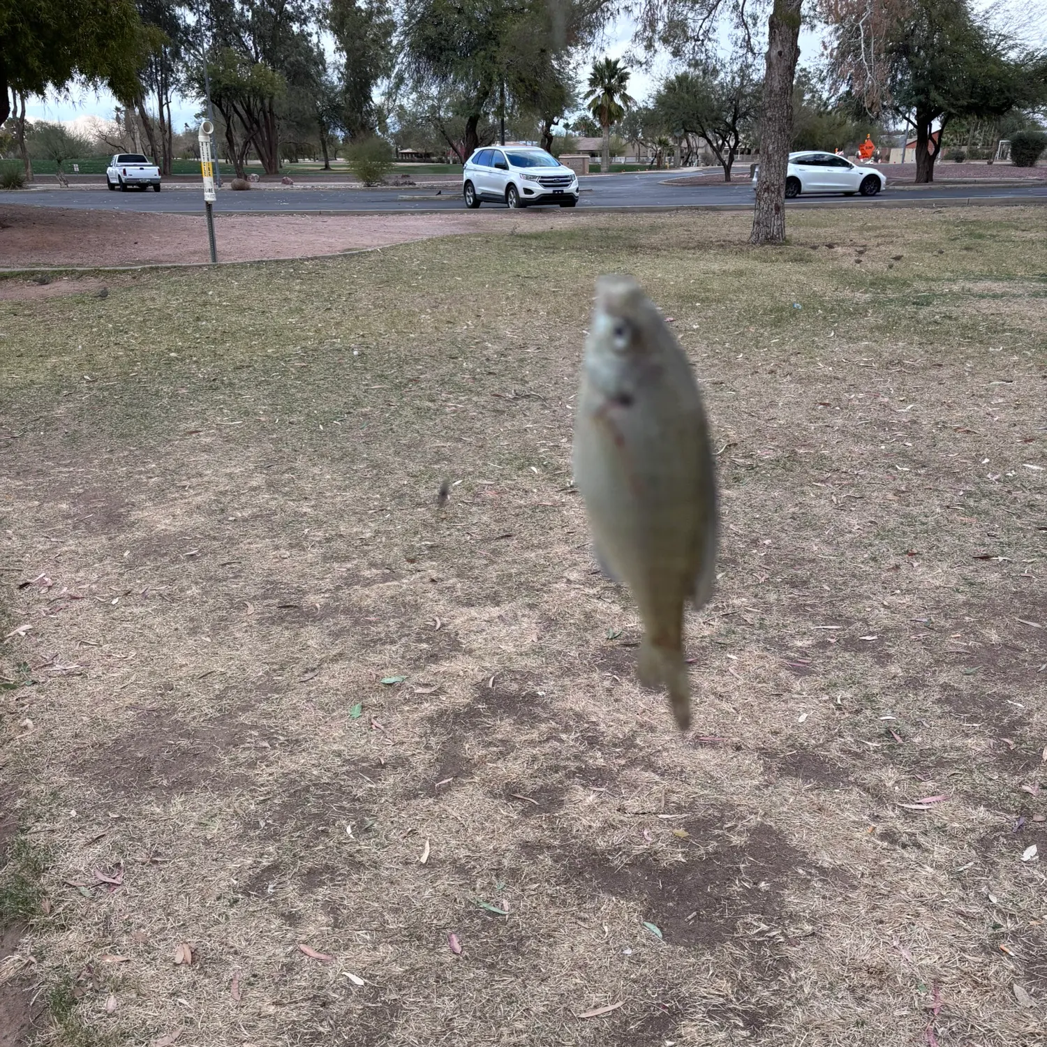 The most recent Bluegill catches on Fishbrain