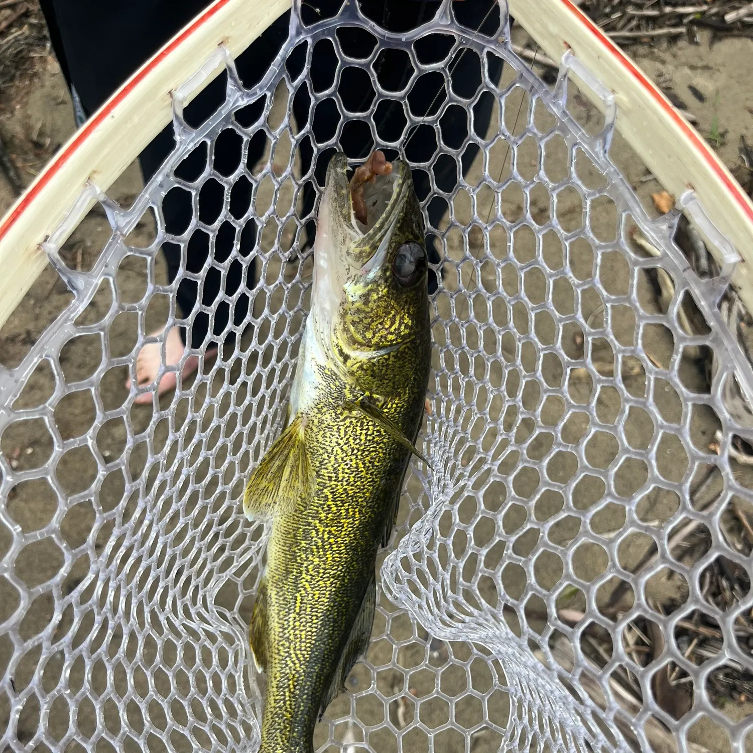 Walleye caught on Fishbrain