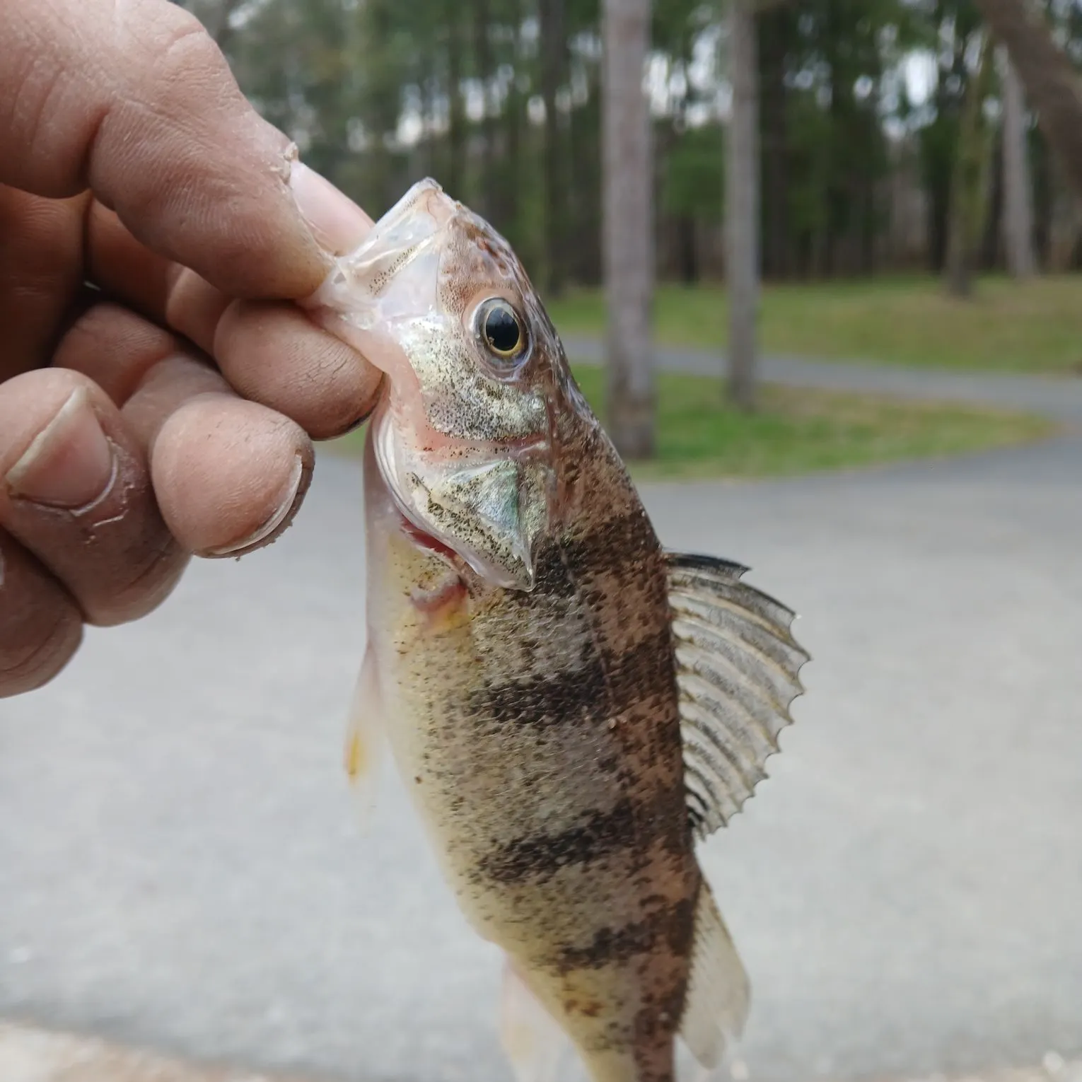 The most recent Yellow perch catches on Fishbrain