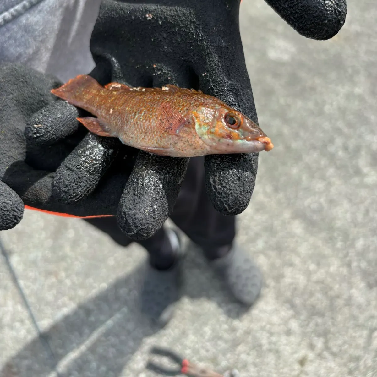 Cunner caught on Fishbrain