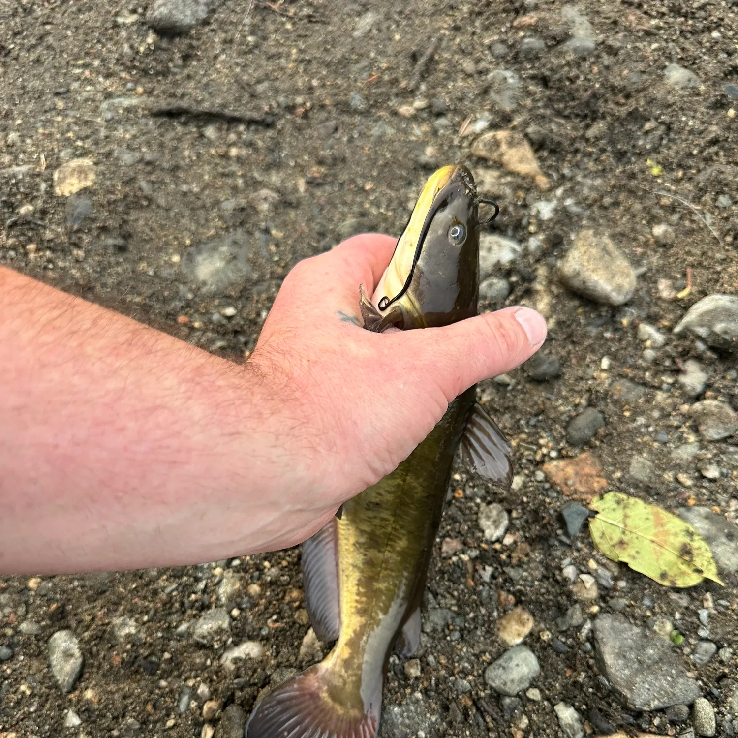 Brown bullhead caught on Fishbrain