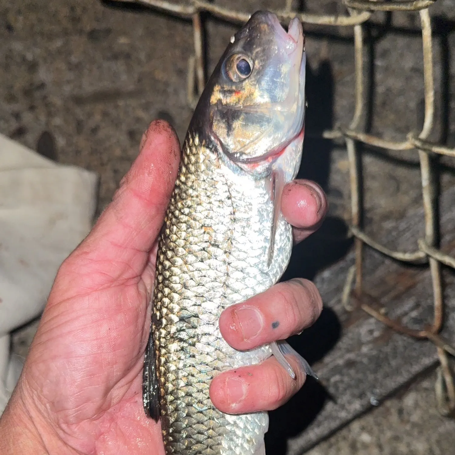 Fallfish caught on Fishbrain