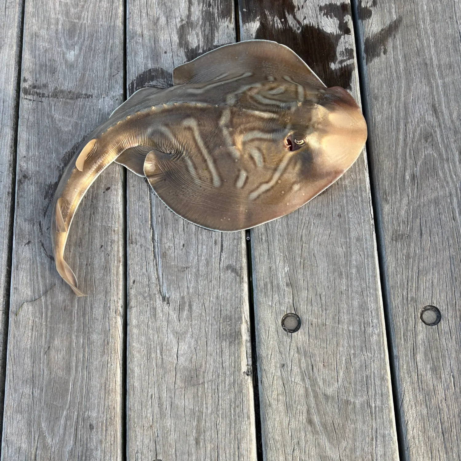 The most recent Southern fiddler catches on Fishbrain