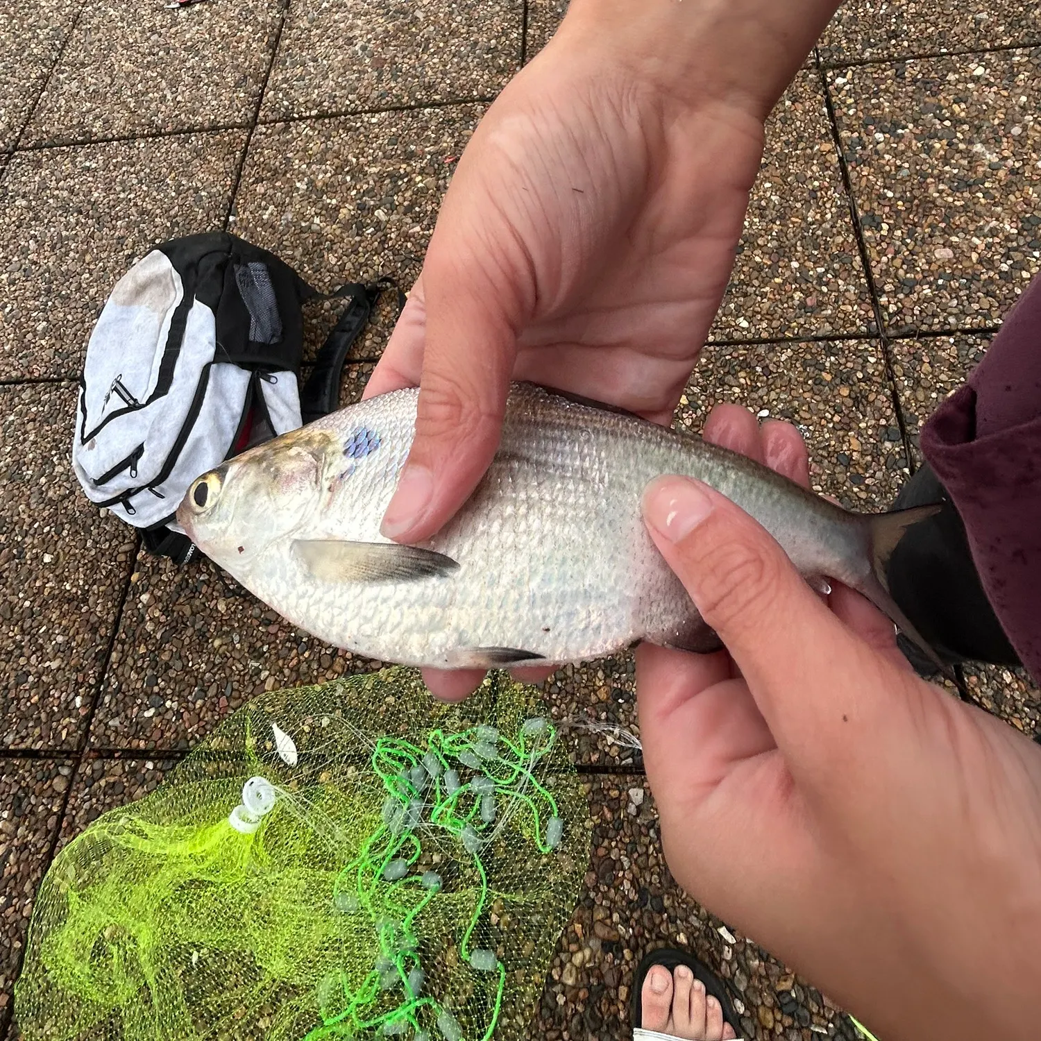 recently logged catches