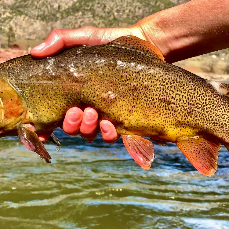 The most recent Snake River fine-spotted cutthroat trout catches on Fishbrain