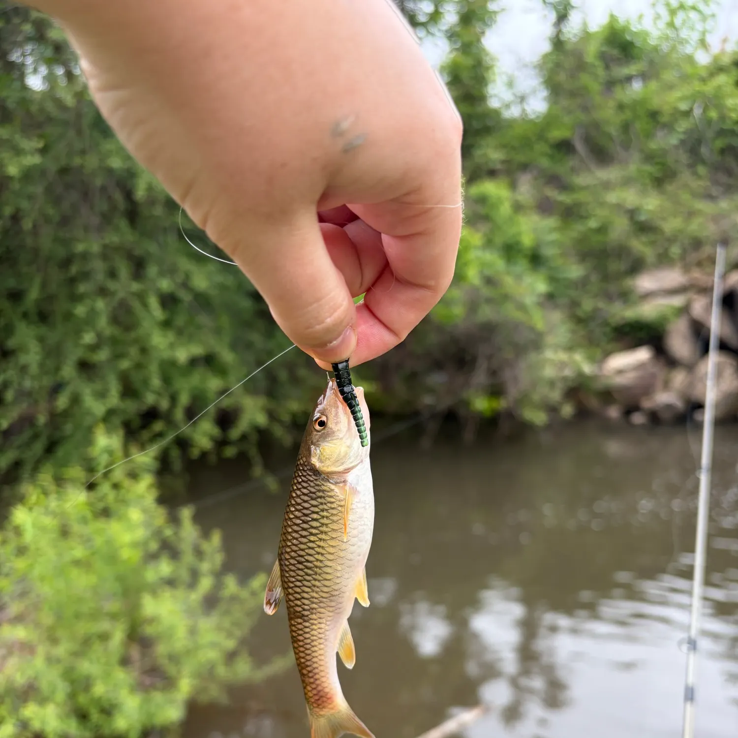 The most recent Bluehead chub catches on Fishbrain