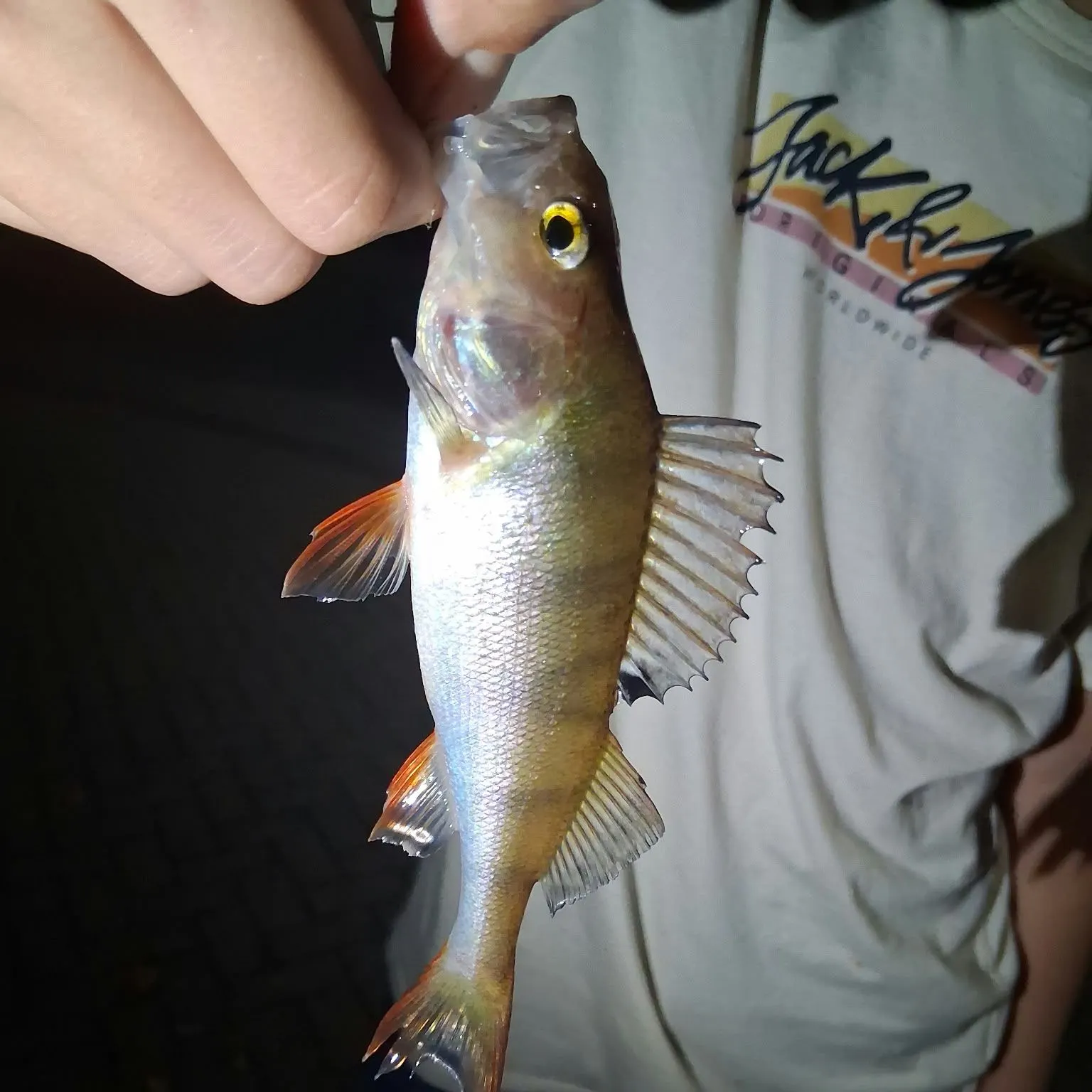 European perch caught on Fishbrain