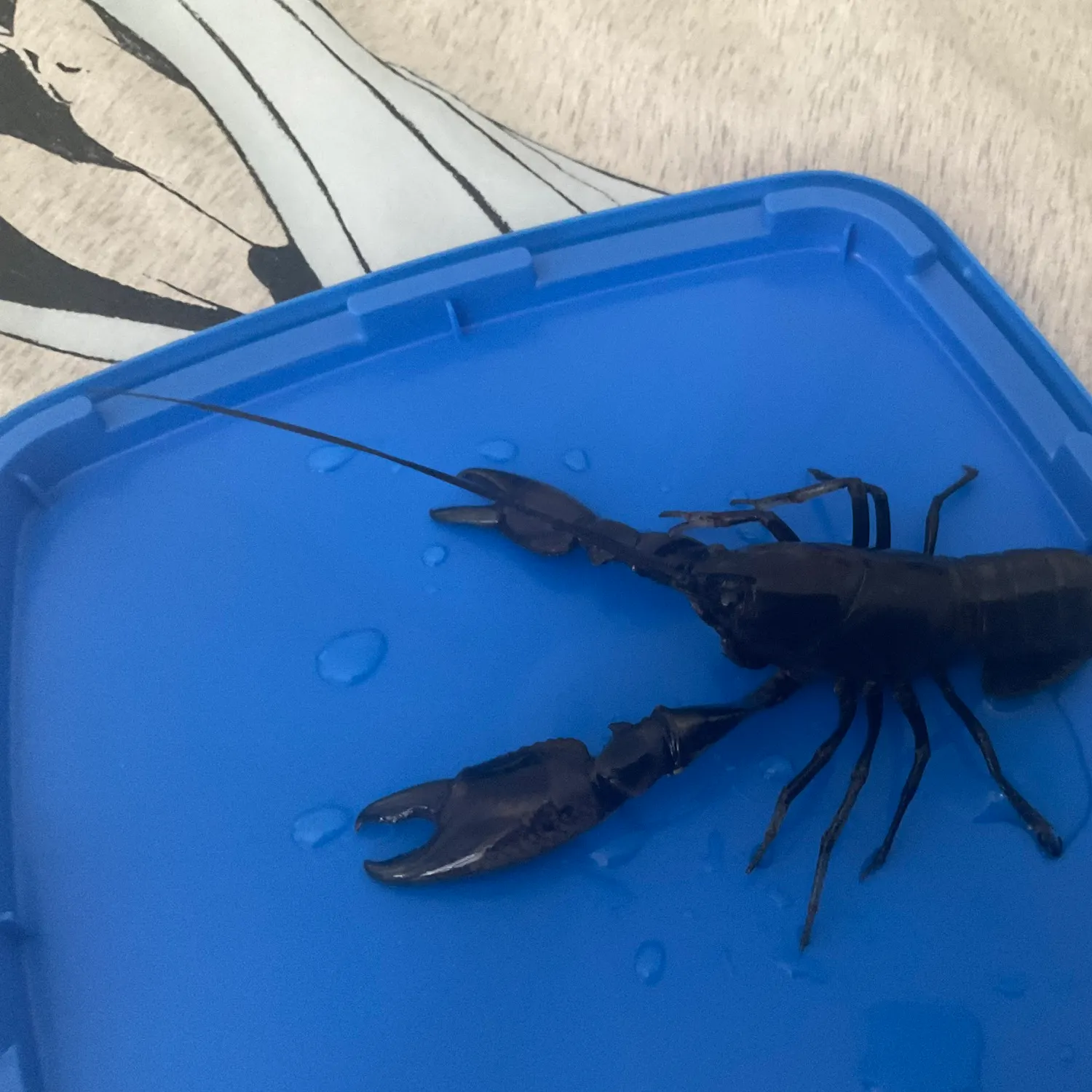 The most recent Common yabby catches on Fishbrain