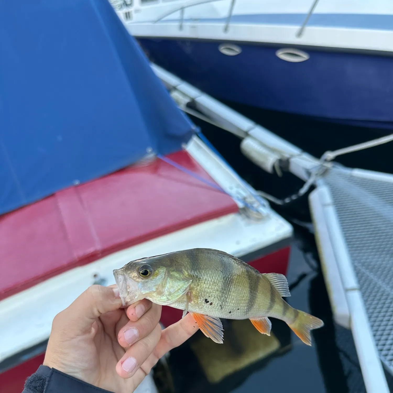 European perch caught on Fishbrain