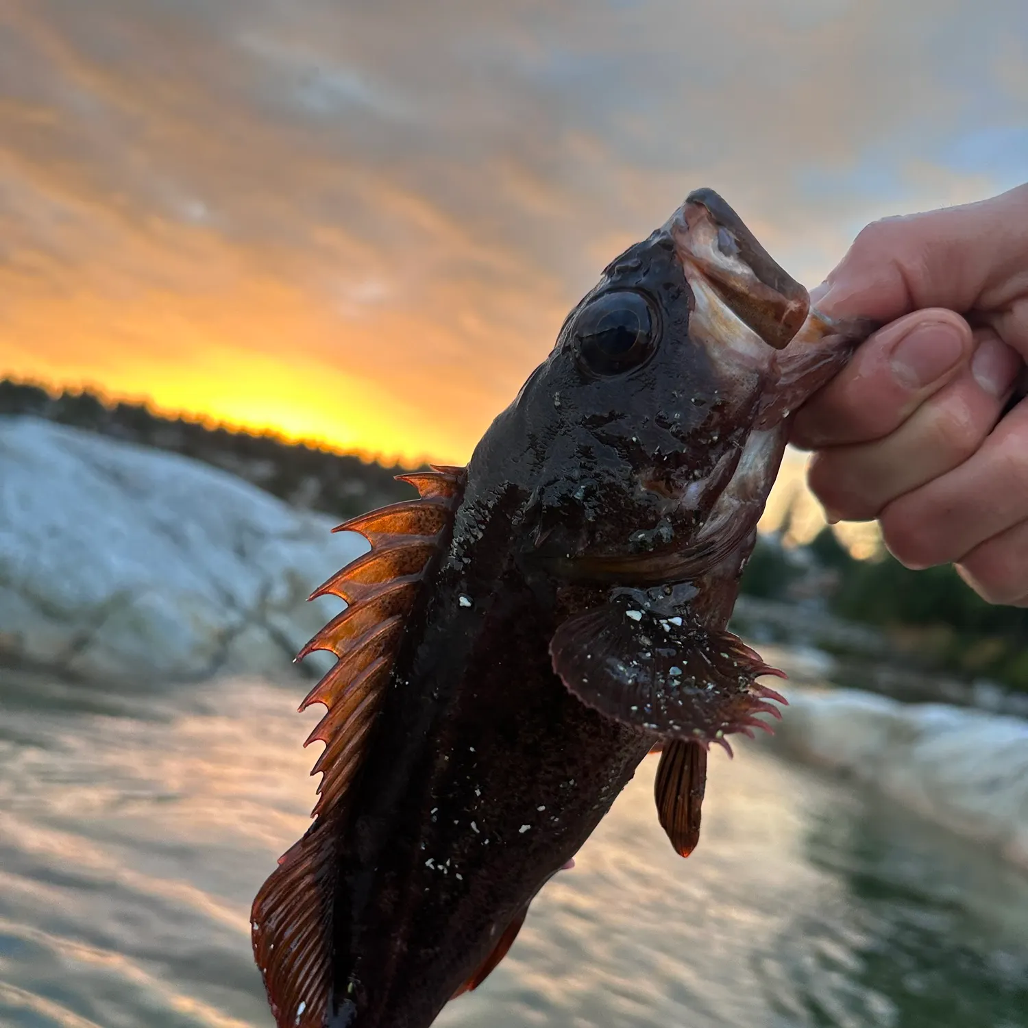 Copper rockfish caught on Fishbrain