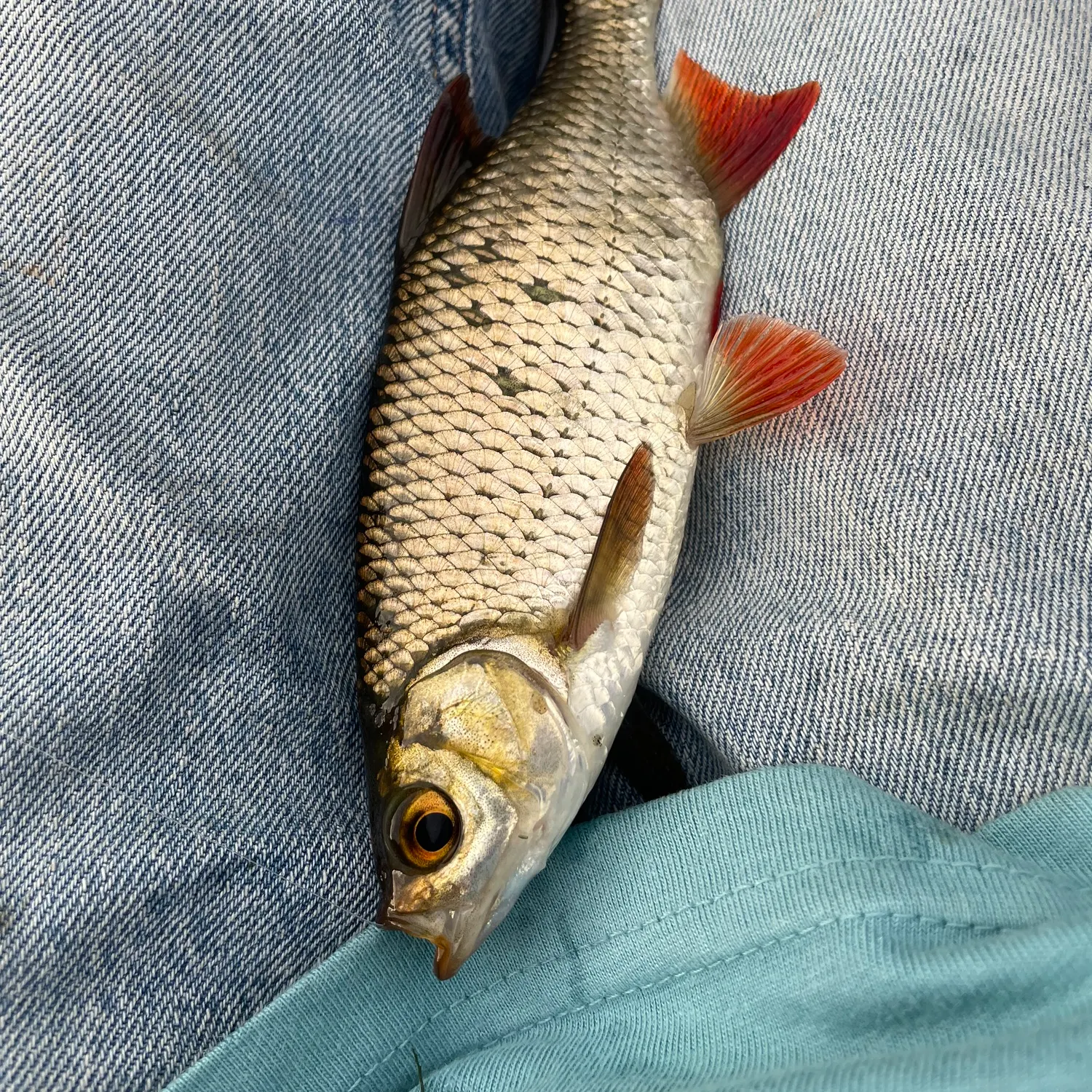 Fish caught on Fishbrain