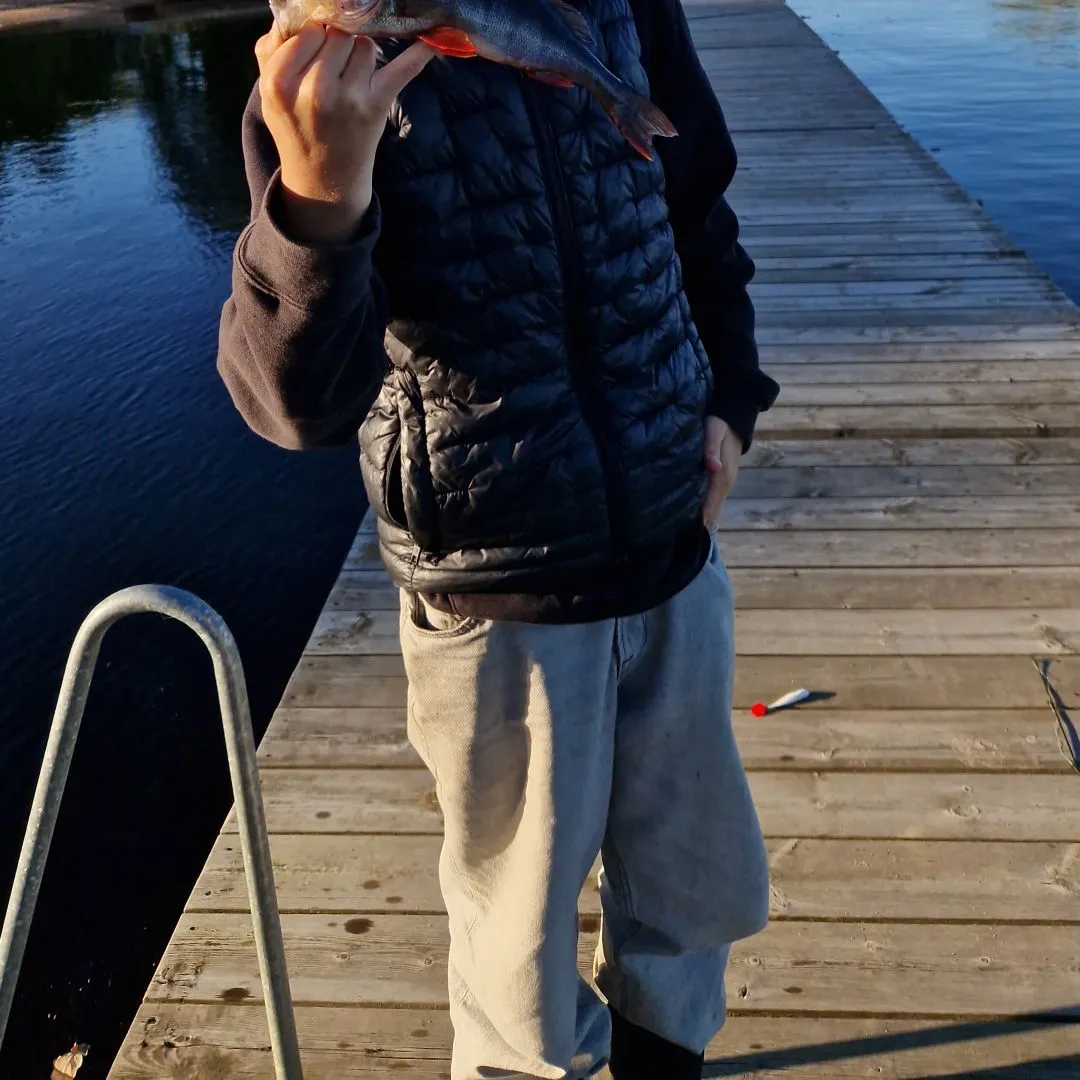 European perch caught on Fishbrain
