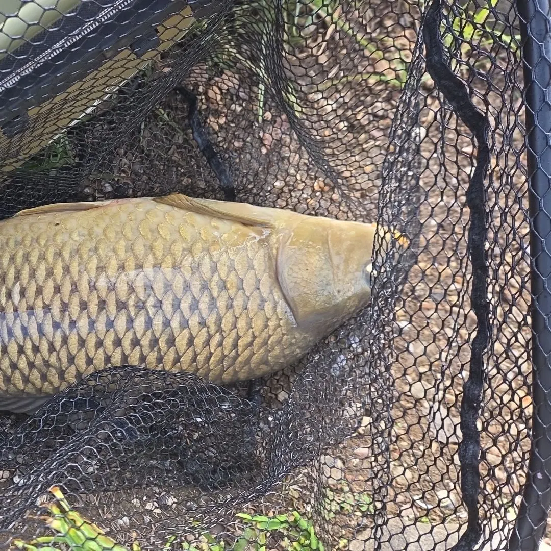 Common carp caught on Fishbrain