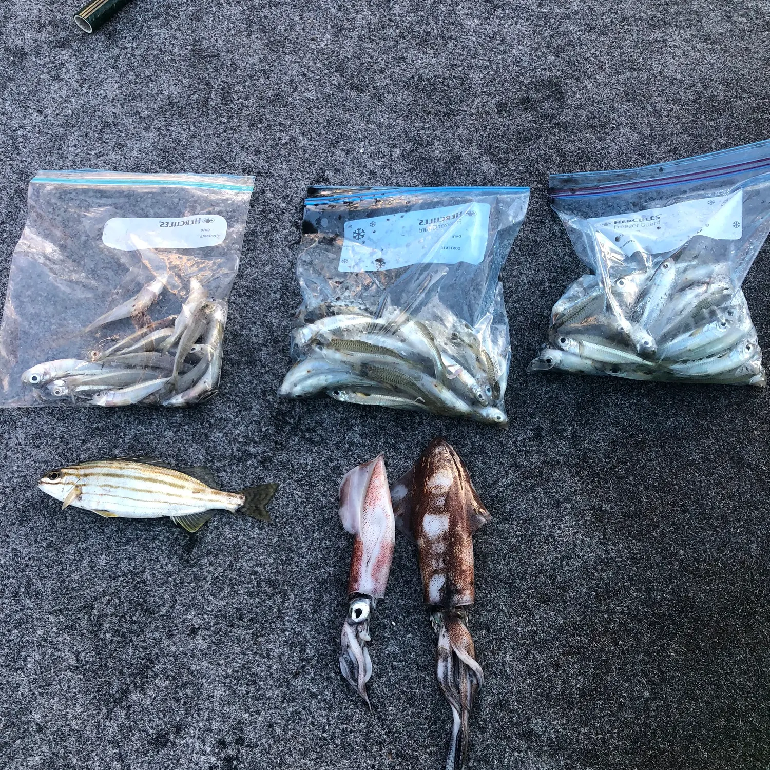 recently logged catches