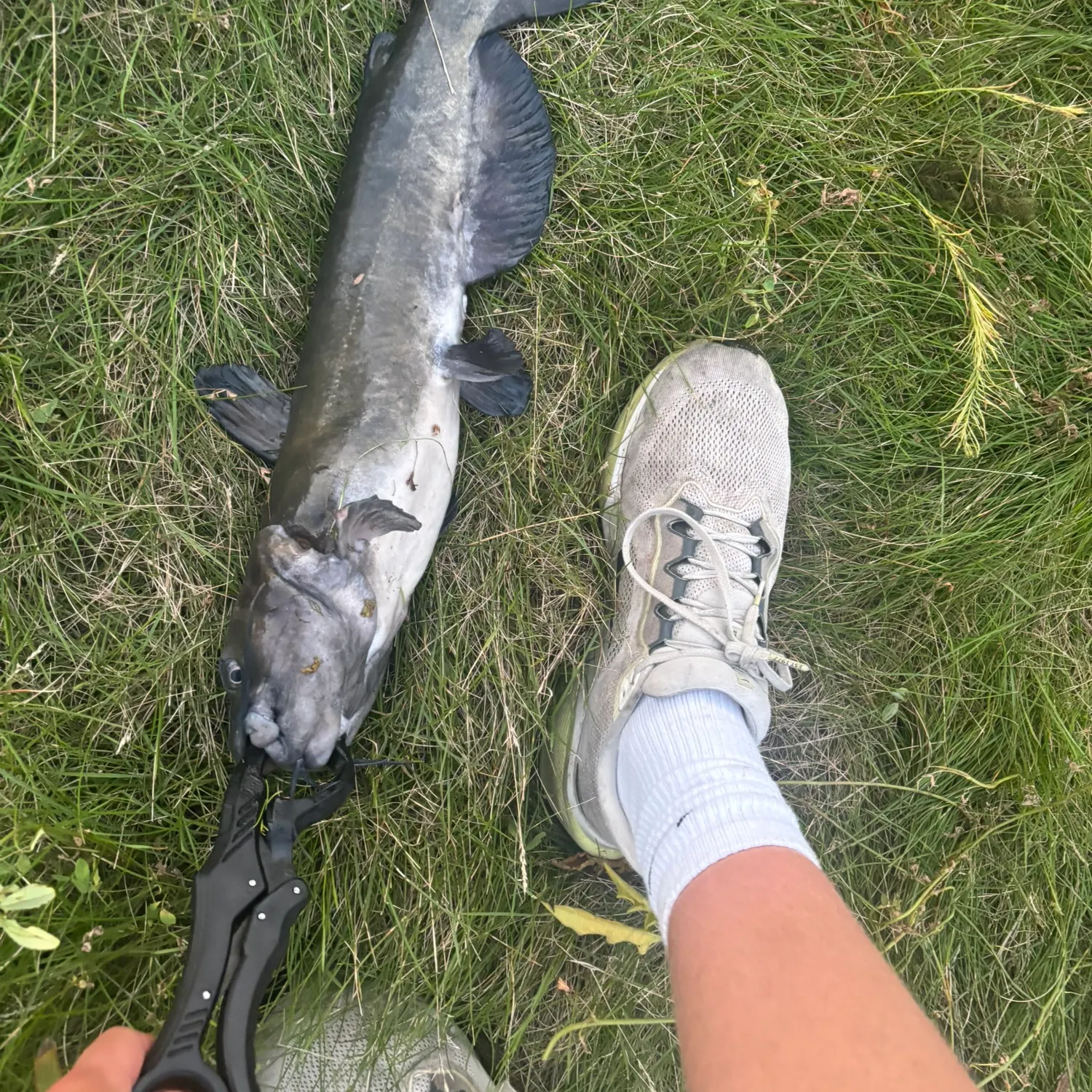 Channel catfish caught on Fishbrain