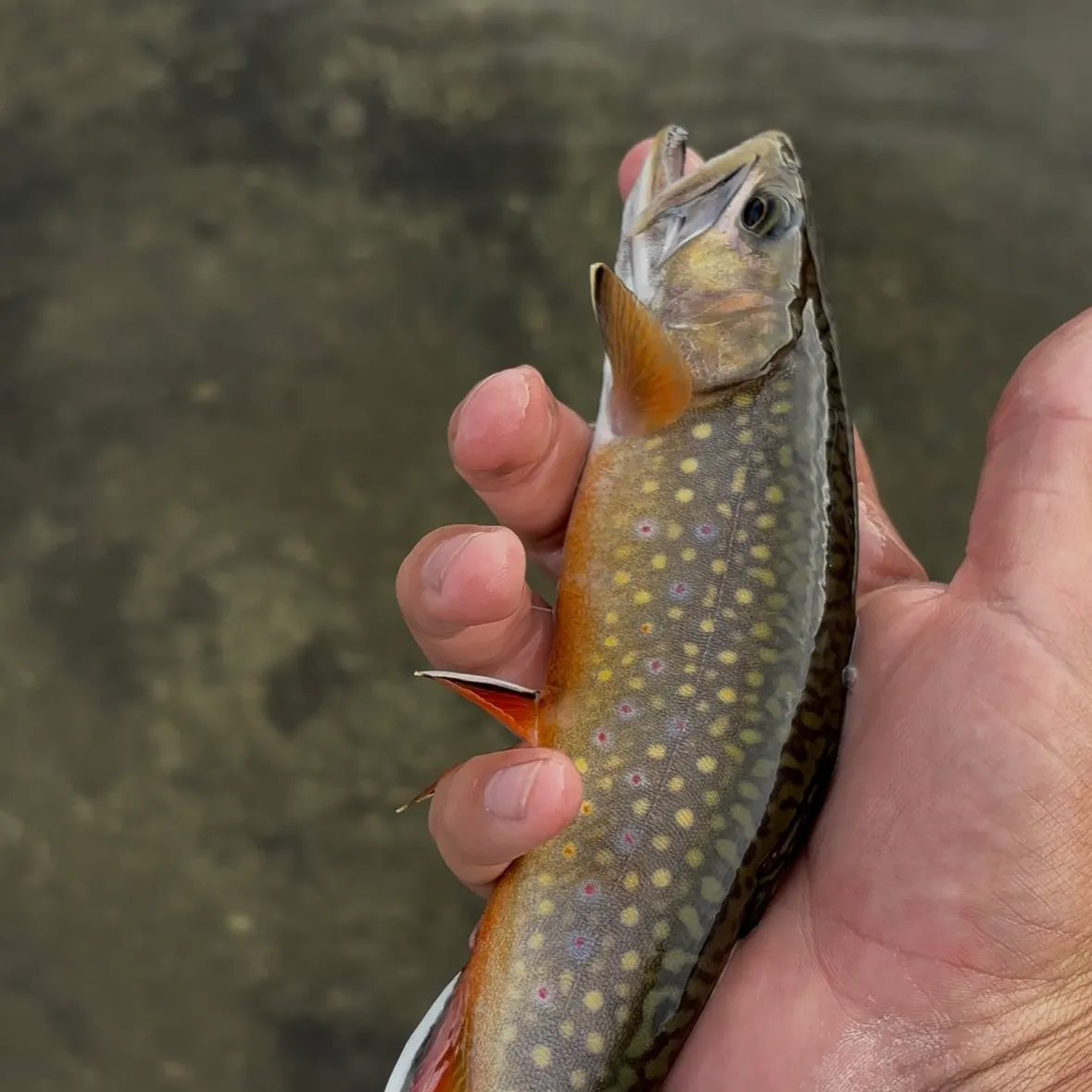 Brook trout caught on Fishbrain