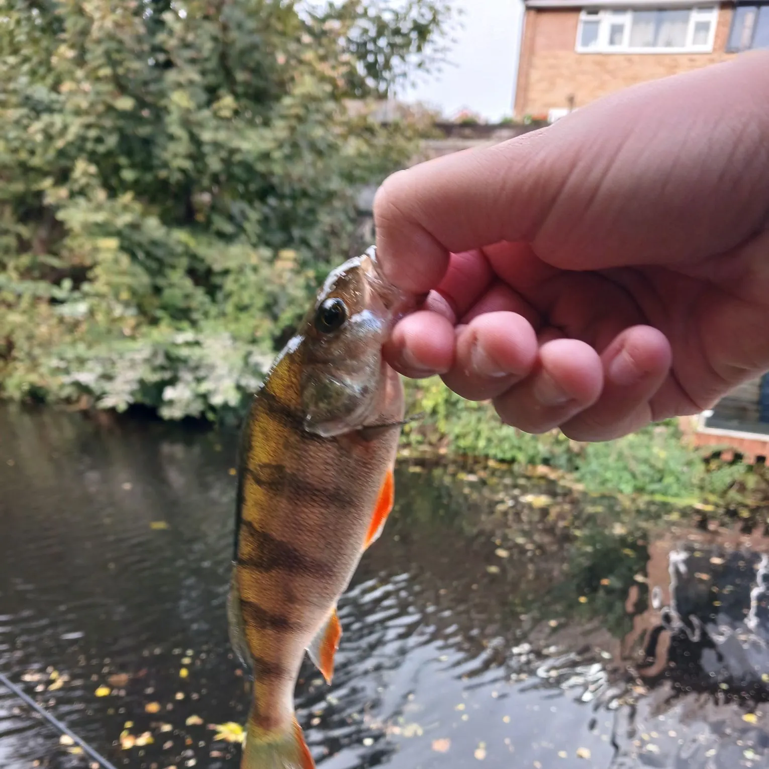 European perch caught on Fishbrain