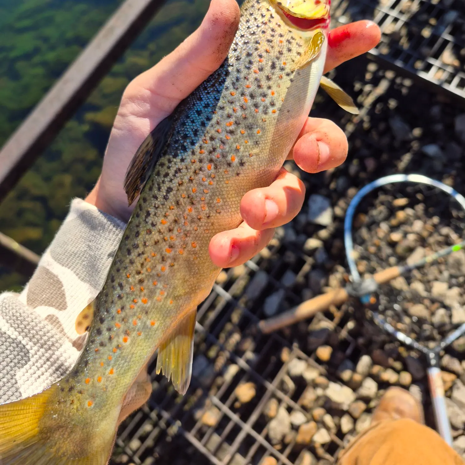 Brown trout caught on Fishbrain