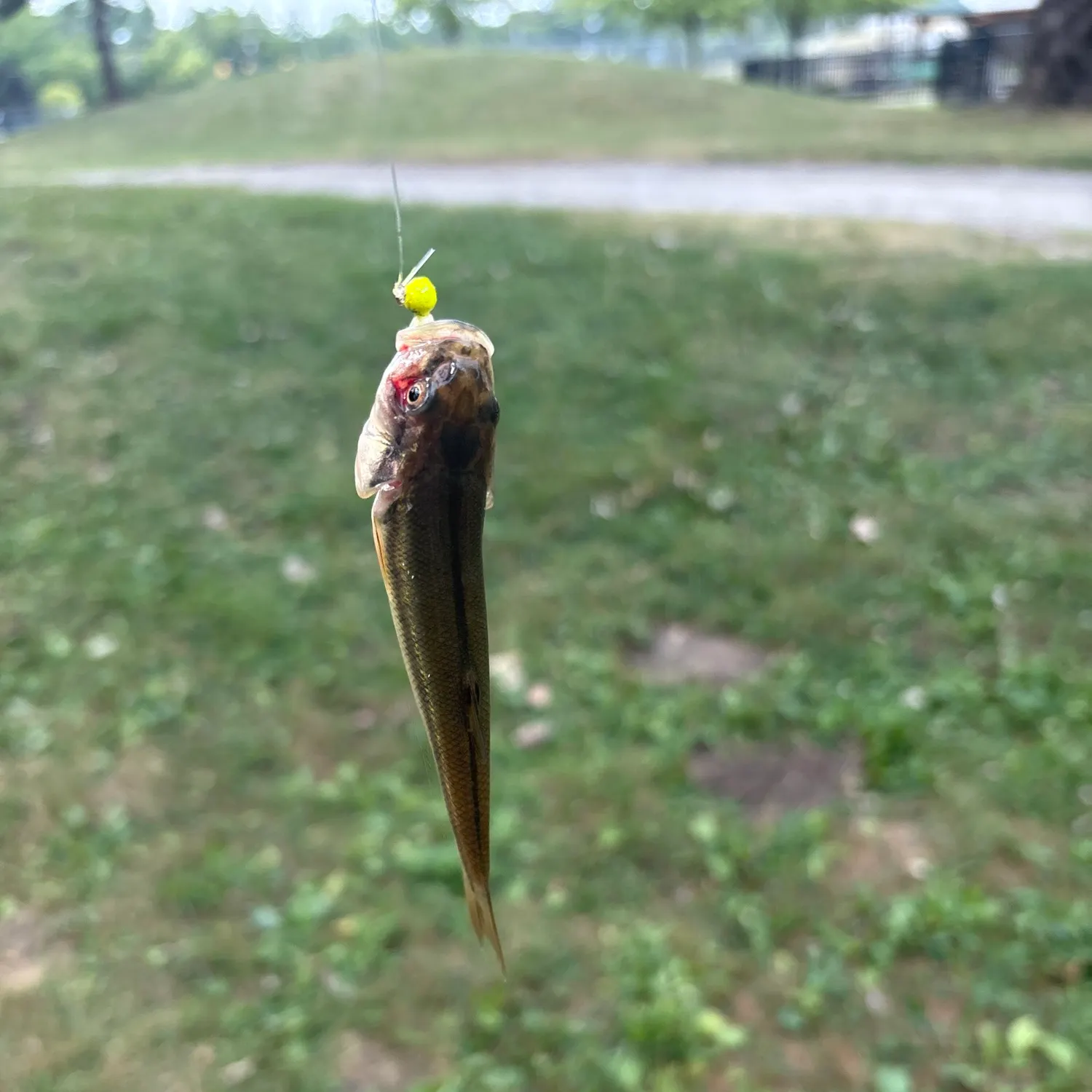 Hornyhead chub caught on Fishbrain
