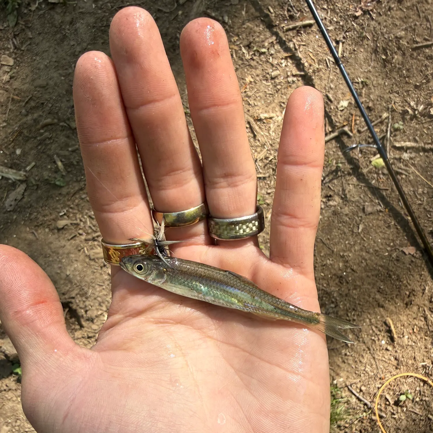The most recent Blacknose shiner catches on Fishbrain