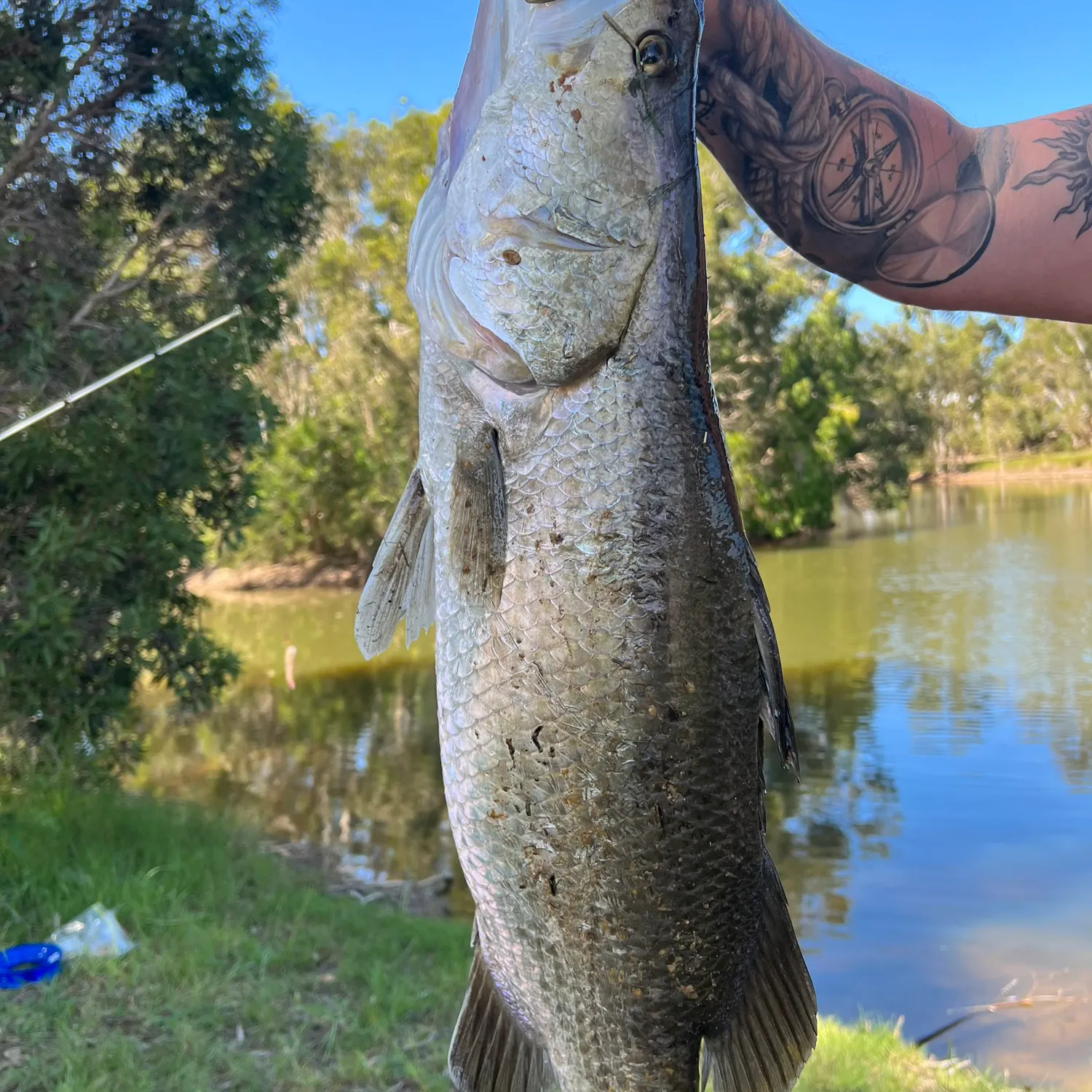 The most recent Barramundi catches on Fishbrain