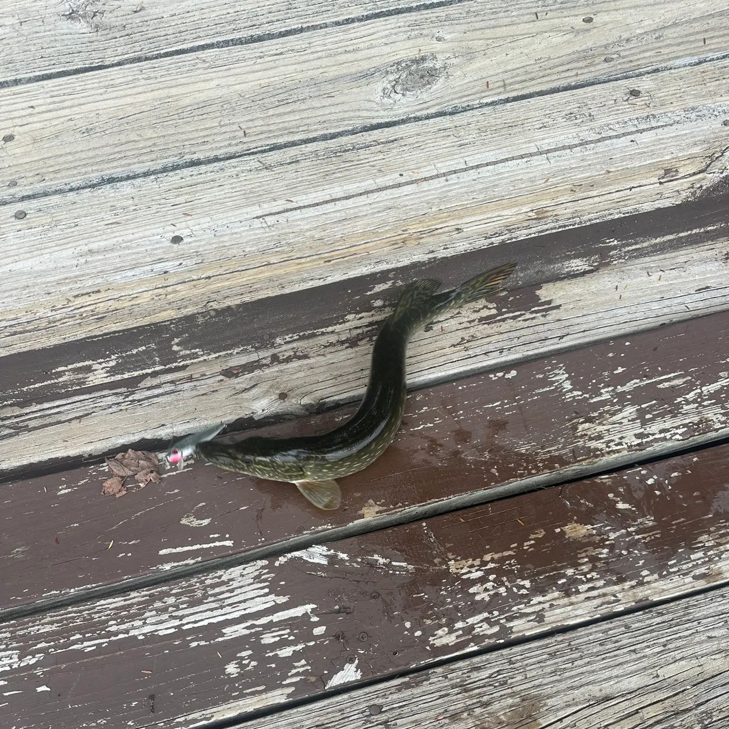 Northern pike caught on Fishbrain