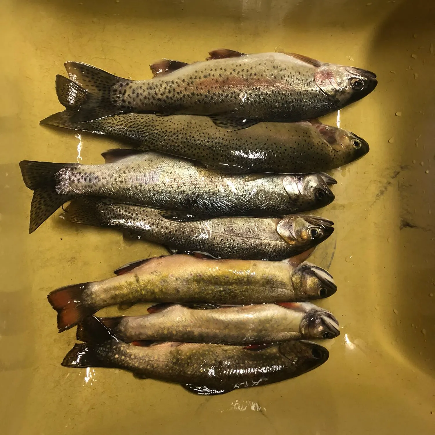 recently logged catches