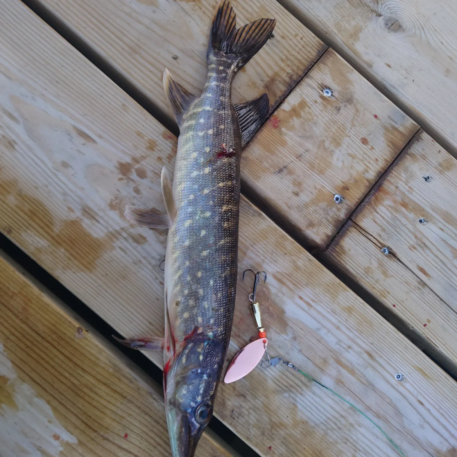 recently logged catches