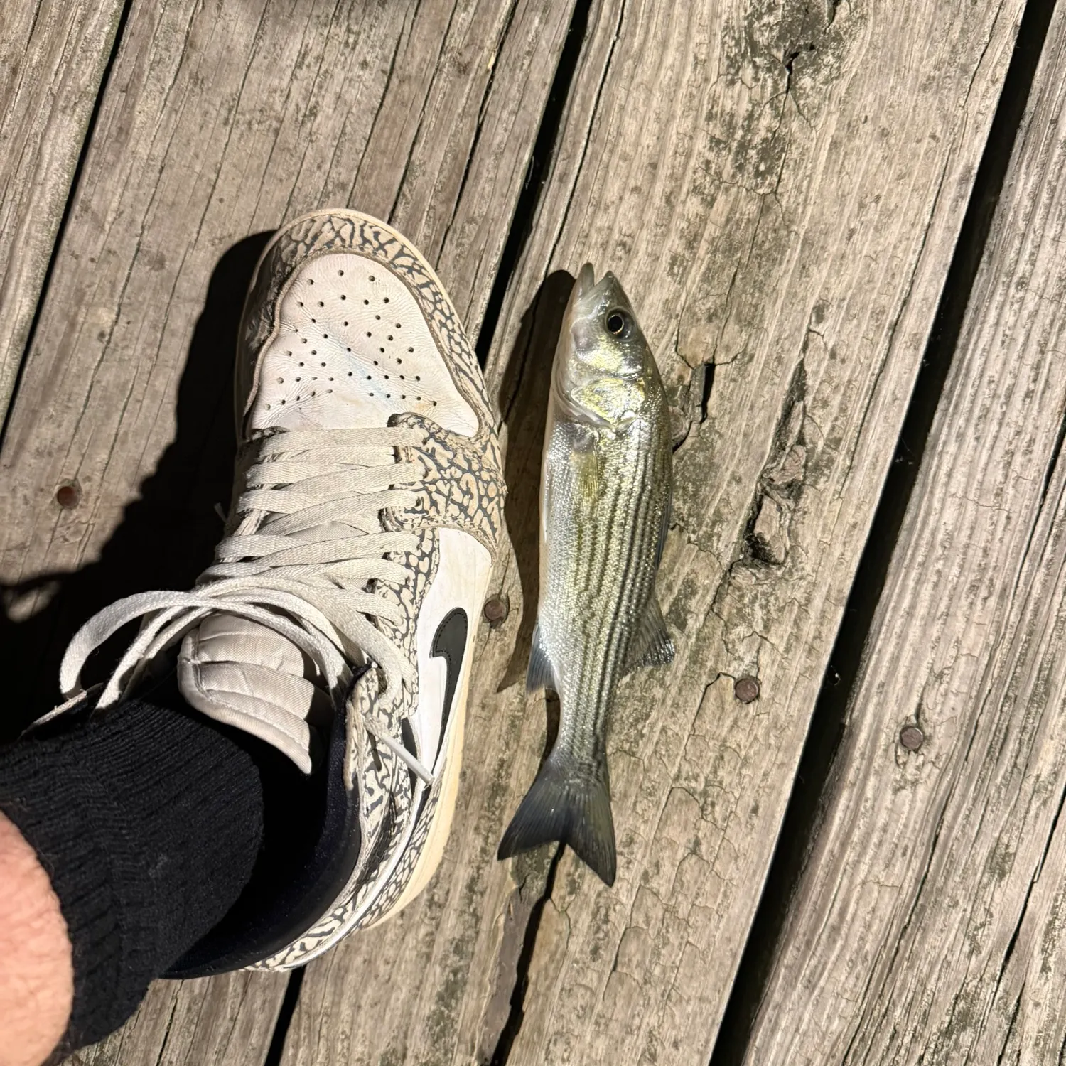 Striped bass caught on Fishbrain