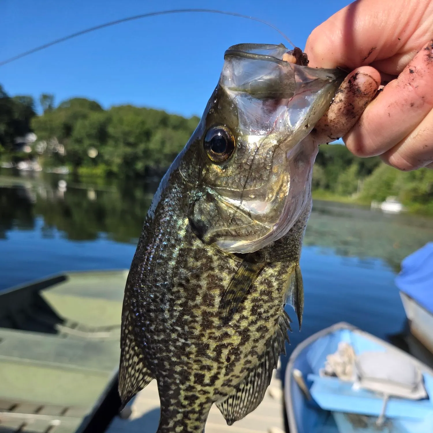Black crappie caught on Fishbrain