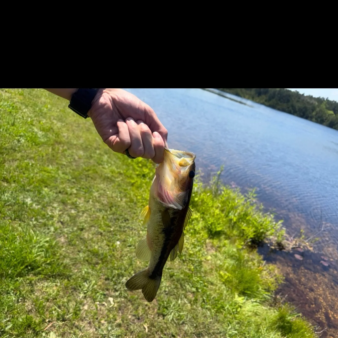 Largemouth bass caught on Fishbrain