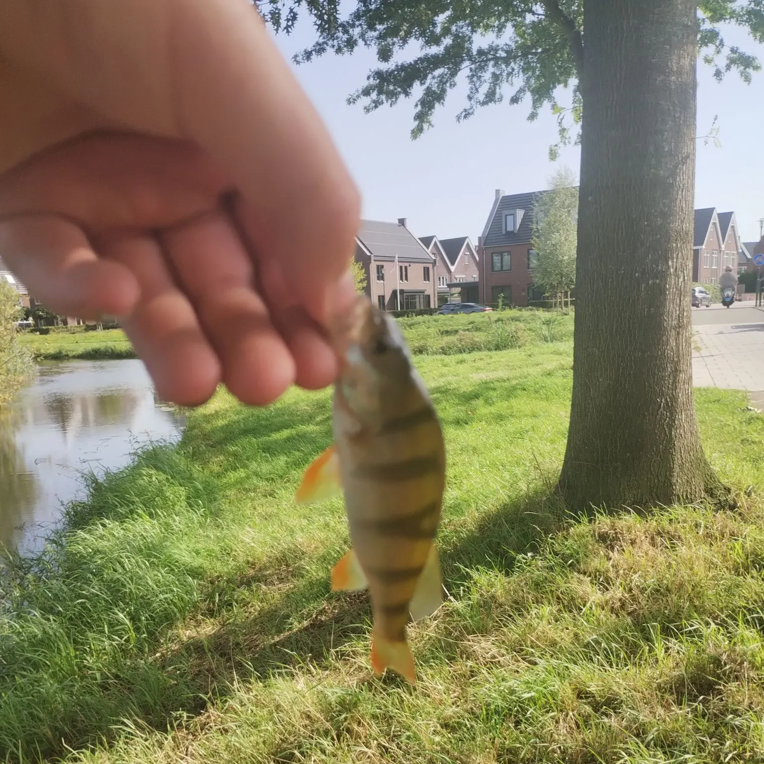 European perch caught on Fishbrain