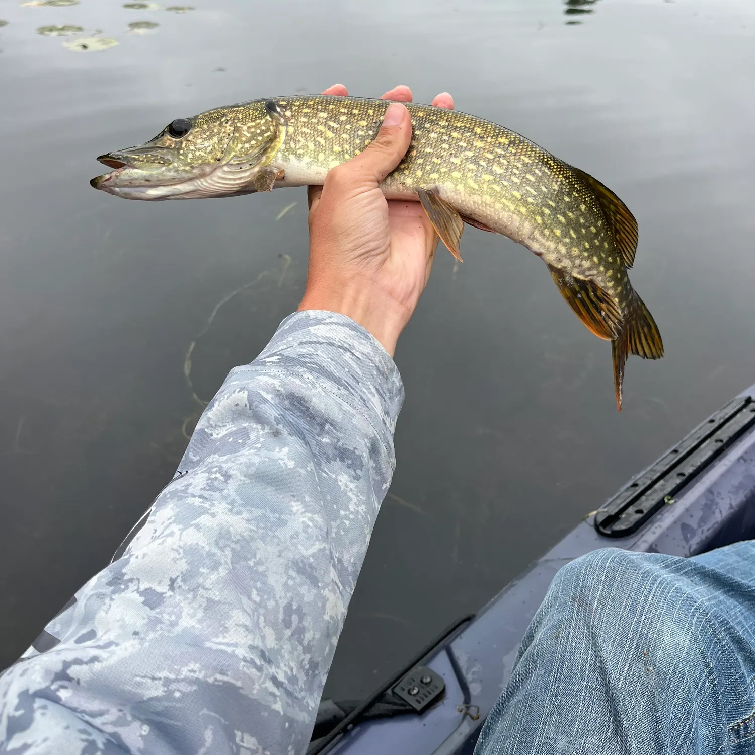 Northern pike caught on Fishbrain